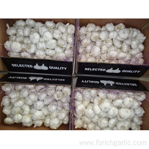 High Quality Best Price Pure White Garlic